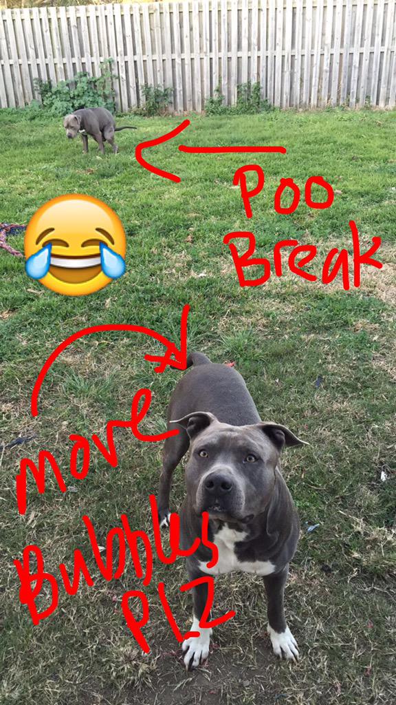 rxsalyn__'s tweet photo. Been a swell couple of days. ❤️🐶🐶 http://t.co/tdjuryBGFE