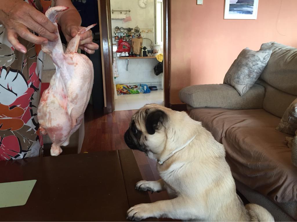SiriusMolon's tweet photo. Pollo v.s. Yo http://t.co/hTs6RTc5vk