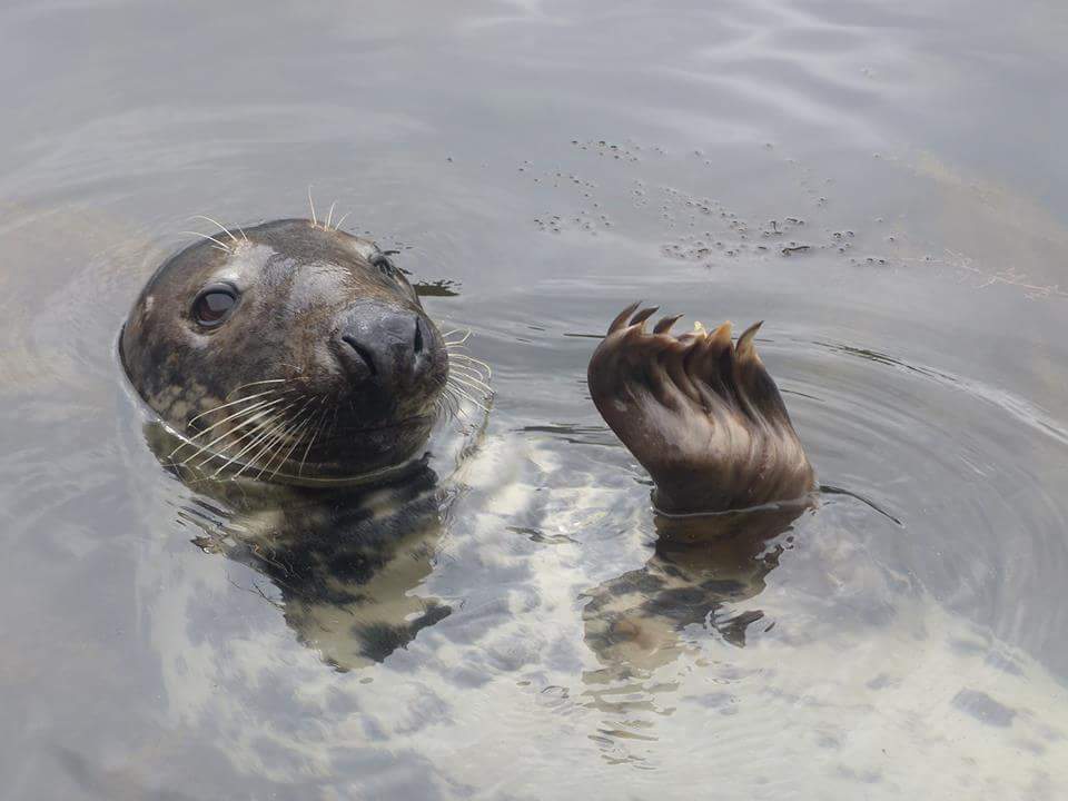 wearesouthdevon's tweet photo. A little bit of Thursday happiness. Hello from Sammy 👋 #SammyTheSeal #Babbacombe #Torbay #BeachLife http://t.co/GMWAq6567u