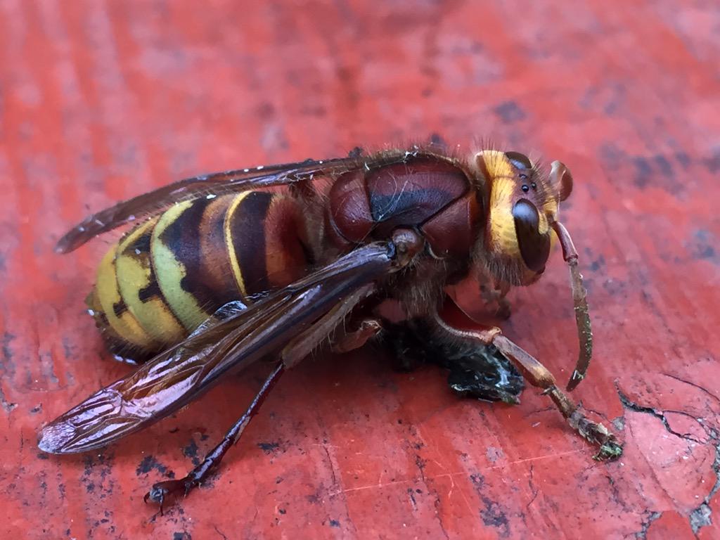 left4chris's tweet image. Not today Mr Hornet!! #evilbeast