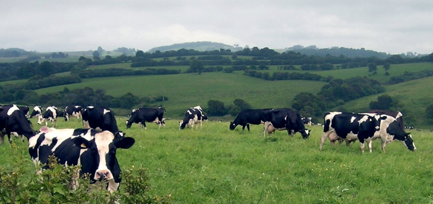UK farming unions call for urgent meeting with farming ministers: #NoLambWeek #TeamDairy: farminguk.com/News/UK-farmin…