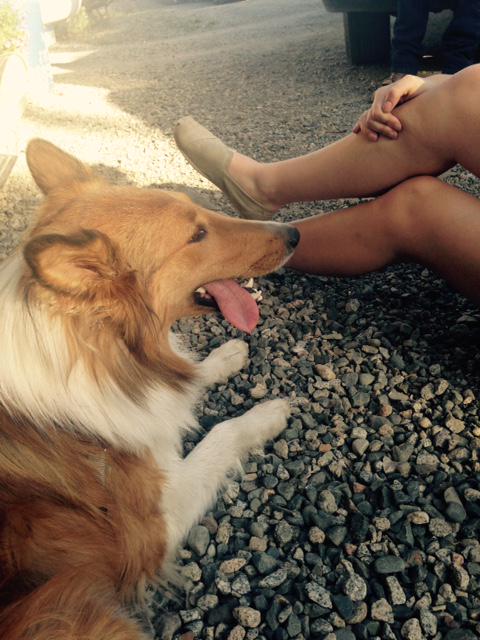 kamloopsb100's tweet image. #blepping is the new trend. Pics of animals with their tongue sticking out. Oh, internet....