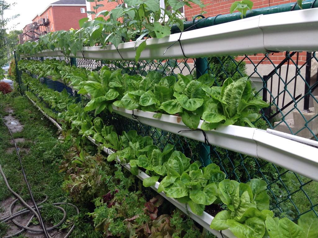 Ingeniusfarms's tweet photo. Salad fence update day 28!  We know youll love the super high yileds! #verticalfarming #localfood #urbanfarming #SDGs http://t.co/ds2y8MgrVF