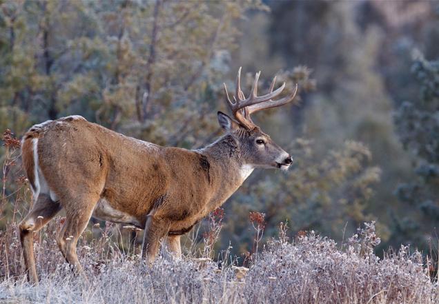Realtree's tweet photo. 10 Apps All Deer Hunters Need  http://t.co/u6k789EV5v A touch of tech can help with the hunt! http://t.co/FNOklxvuQQ