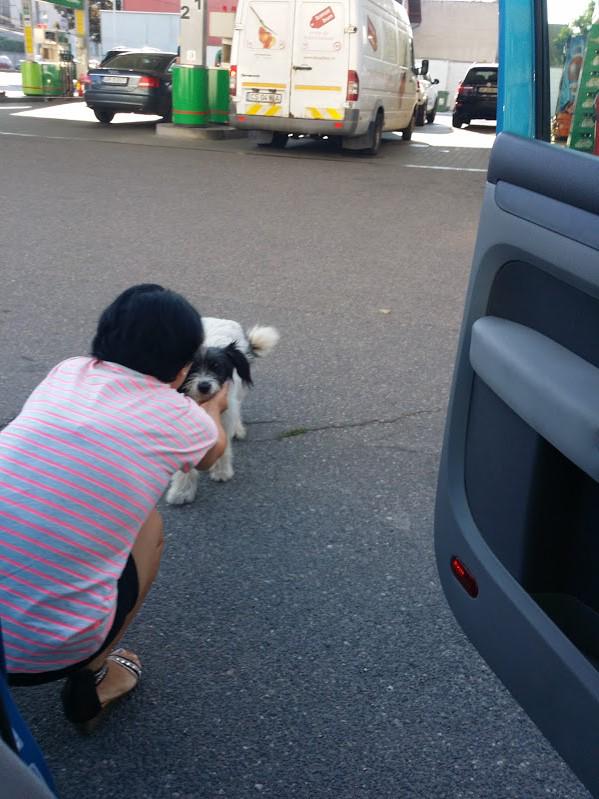 APAMSanctuary's tweet photo. Dogs rescued from the streets and roads http://t.co/rQ74P664wJ