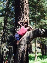 jonnaethompson's tweet image. No flex zone. #cooltree #swerve #lakebluff #bigbear #tbt