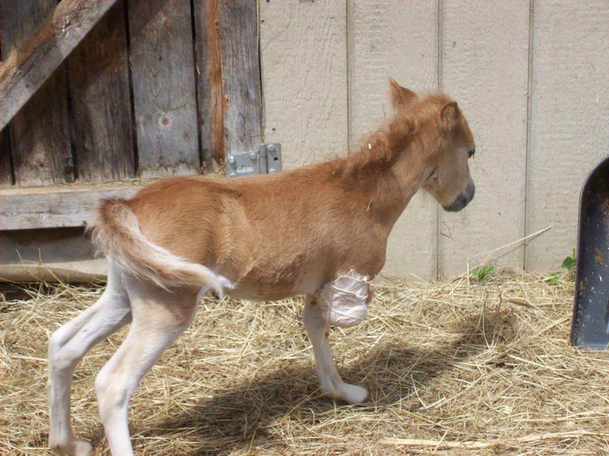 HorseNetwrk's tweet photo. Prosthetic Leg Improves Prospects for Mini Foal http://t.co/jnLp1zpBct http://t.co/BHI1QYbFqW