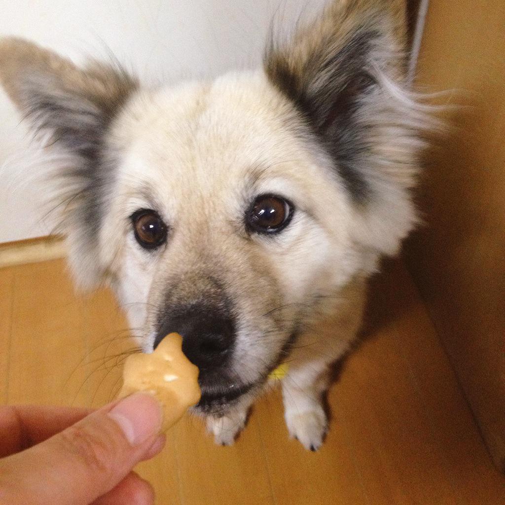 かわいいいぬ 主にももちゃん じんじん ぐれこちゃん Togetter かわいいいぬ 主にももちゃん じんじん ぐれこちゃん Togetter
