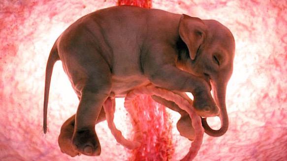 DlD_YOU's tweet photo. These 20 Incredible Images Reveal the Secret World of Animals Inside the Womb http://t.co/0xWwGXGsTb http://t.co/7H0tvsCXre