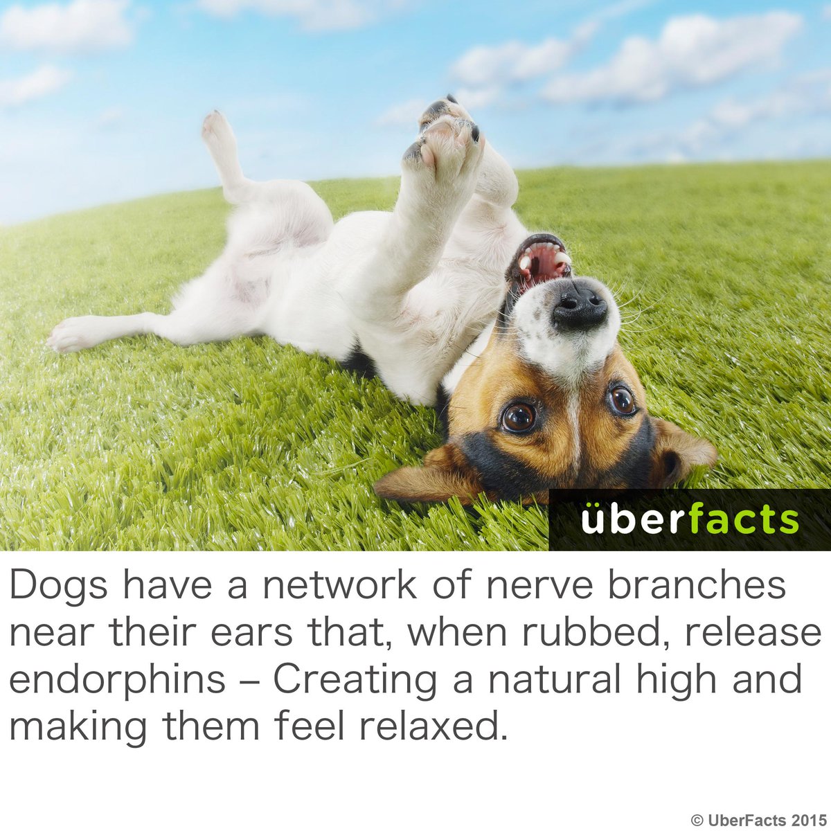 UberFacts's tweet photo. Dogs experience a natural high when you scratch their ears... http://t.co/RGrXAS989r