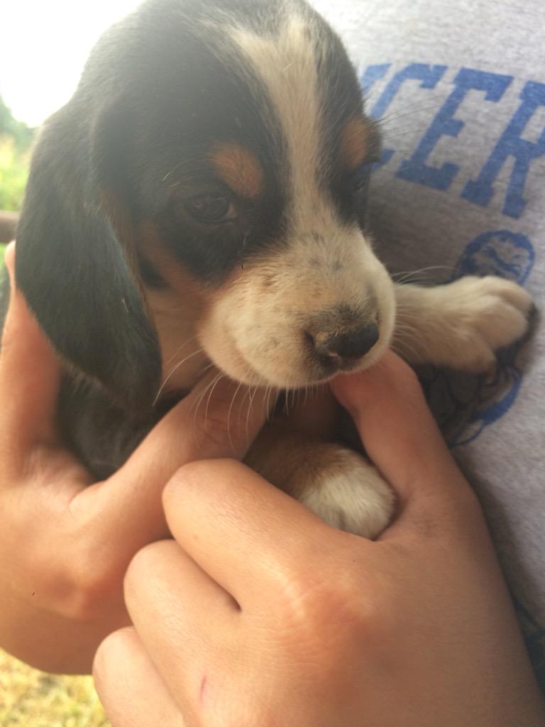 KayRich92's tweet photo. #neelamurphy #puppy #puppylove http://t.co/71hyK14RHt