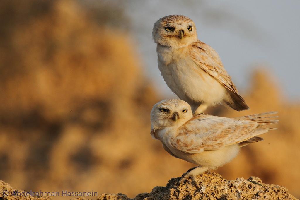 Hassaneini's tweet image. After long observation under the desert heat I managed to catch the mating owls 
 #fieldworkwin