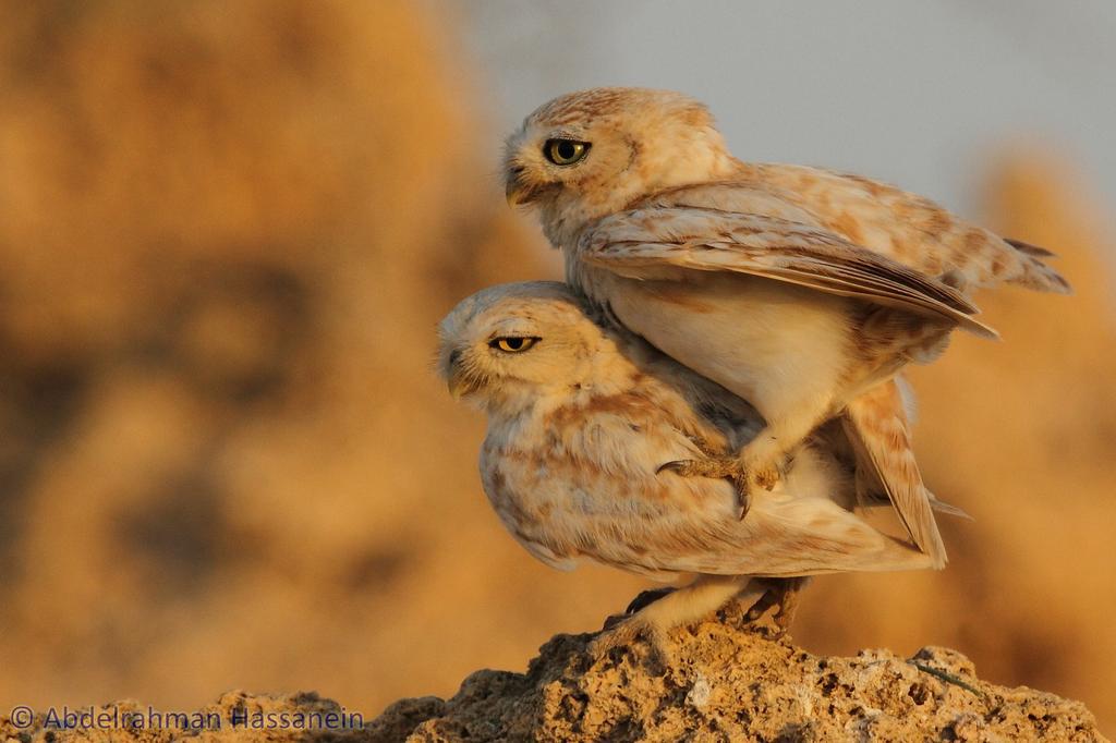 Hassaneini's tweet image. After long observation under the desert heat I managed to catch the mating owls 
 #fieldworkwin