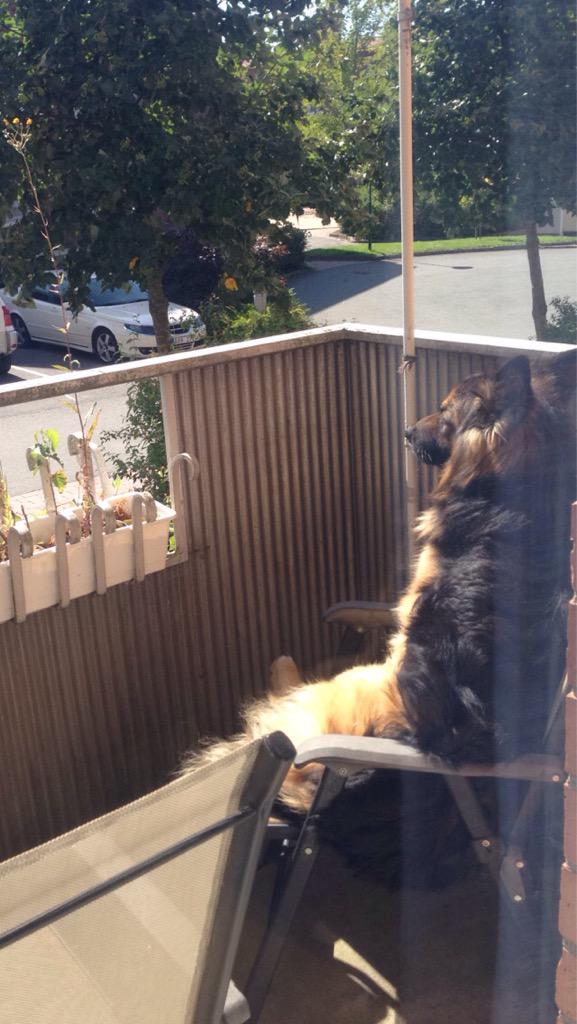 Bellischen's tweet image. Min hund ville ut på balkongen, släpper ut honom och går iväg. Kommer tillbaka och hittar det här;