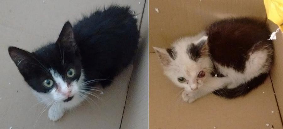 Ambulance_Oss's tweet photo. GEVONDEN 5 augustus: 2 Kittens met niesziekte. Omgeving De Rand #Ravenstein. @Iedereenuitoss @ravensteinNL http://t.co/d5bwARTLnT