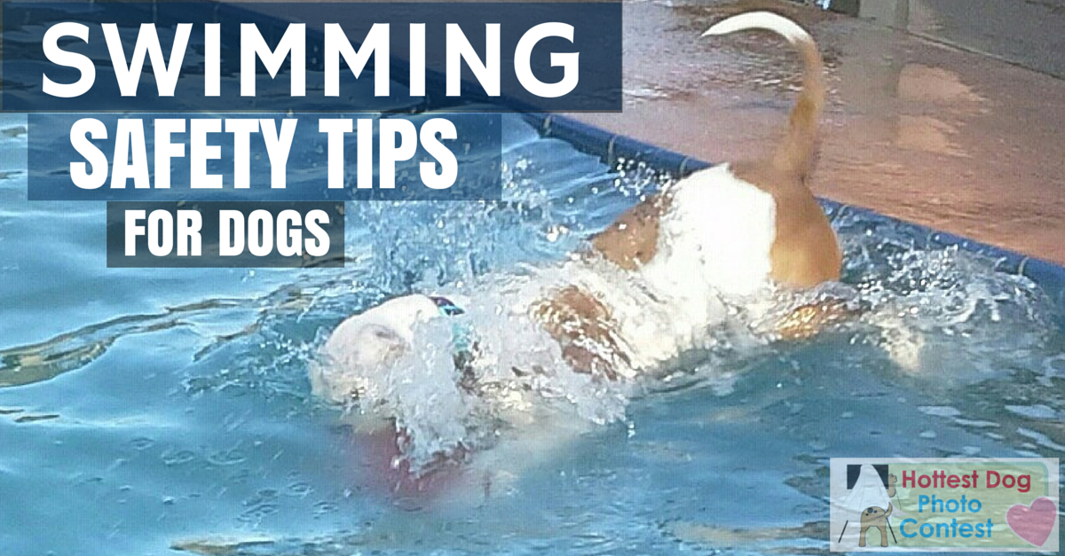 hotdogcollars's tweet photo. Swimming Safety Tips For Dogs! RT! http://t.co/O2LI5LLan1 #GoingForASwim #dogsRfun #summertime http://t.co/YsDI6CsMMC