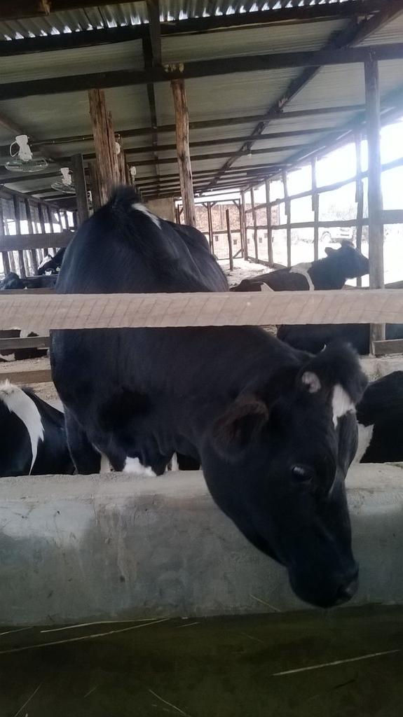 ManderaCGPress's tweet photo. Dairy breed improvement program starts off. MCG  receives 12 freshian dairy cows. @abazish83 @JDHussein @salimse77. http://t.co/43kzbCVIqk