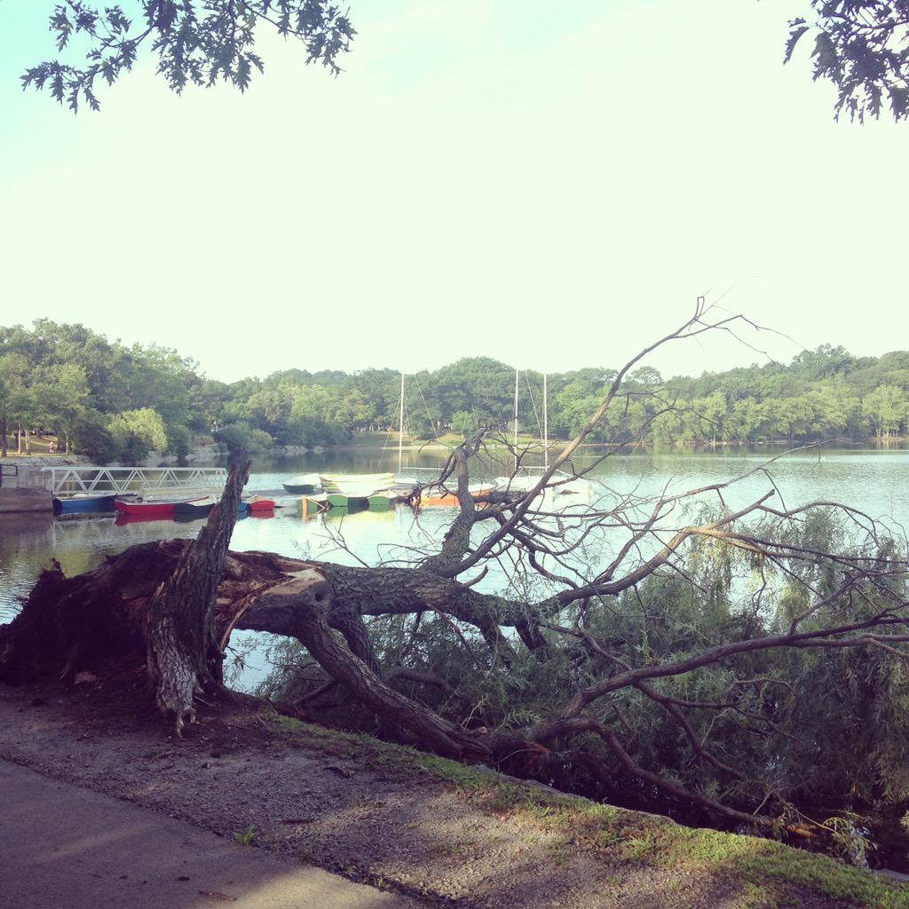 TEDx02130's tweet photo. Timberrrr! Tree apparently missed the memo about staying out of #JamaicaPond until the algae clears up. #JamaicaPlain http://t.co/7EvAs8D6zQ