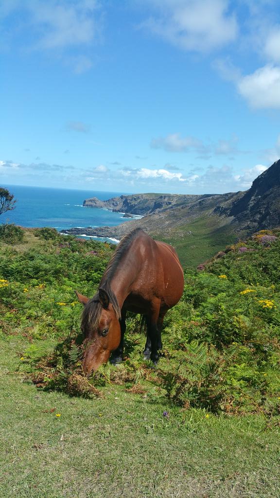allspecialneeds's tweet image. Back on #SouthWest630 coastal path today. Just arrived @ Boscastle 4 lunch @D_Challengers @SteppingStoneDS @DSAInfo