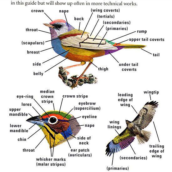 PointBlankScope's tweet image. Tips For bird watching

#birding