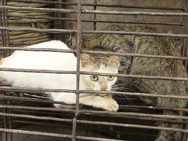 anshel4660's tweet photo. TWEETSHEET ANYTIME - STOP CRUEL DOG/CAT MEAT TRADE IN #SOUTHKOREA - #BeTheirVoice https://t.co/eWNRFqRnVO http://t.co/jRKAAFnDIg