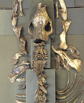 Pesquisadores da UFSCar em parceria com GPME encontram fóssil de tatu gigante no Brasil: blog.gpme.org.br/?p=7867