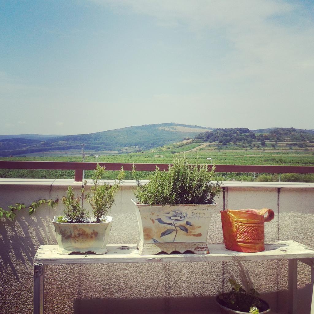 PidiLead's tweet photo. We @PidiLead love being #digitalnomad #dogsloveittoo #dogwalking in #beautifulnature #vineyards #wildforest http://t.co/Vq5Q0Q4ocf