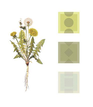 PlantOutOfPlace's tweet photo. Dandelion Project by @gutedort http://t.co/rkLyolbjMI