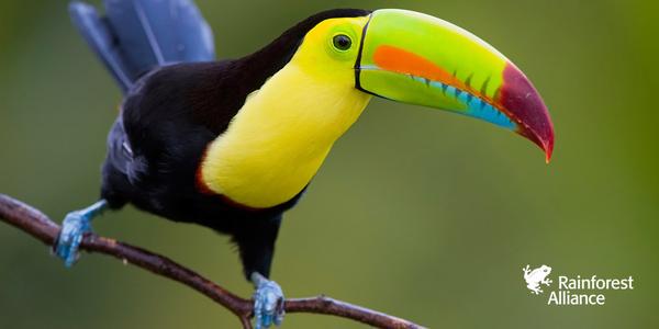 UNEP's tweet image. MT @RnfrstAlliance Tucans are sometimes still hunted for meat &amp;amp; plumage. You can help! More: bit.ly/1GPF8lb