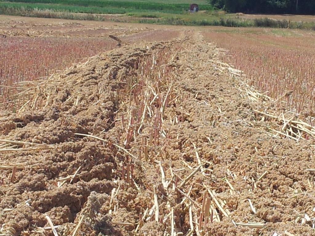 alexcarre49's tweet photo. #Moisson2015 - Battage du #Quinoa en #Anjou
Bientôt dans vos assiettes !
#Agriculture #Alimentation #SansGluten http://t.co/AIsI0u5rTf