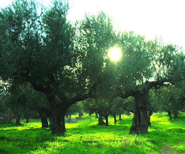 Vrisi36's tweet photo. Olive Trees from Lakonia- Where our BOLD EVOO is from! #regionspecific http://t.co/mU64wFxD69 @FlyingOliveFarm http://t.co/KUqofvwJbO
