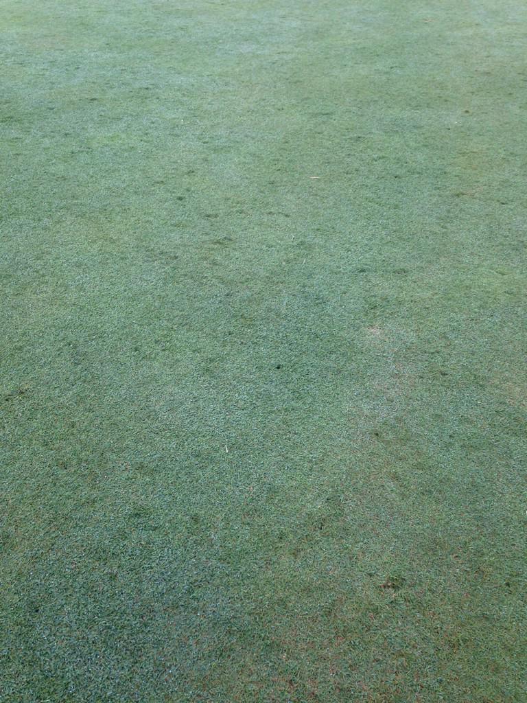 RiverSpiritTurf's tweet photo. Effects of a hail storm yesterday... http://t.co/I64NiuQYen