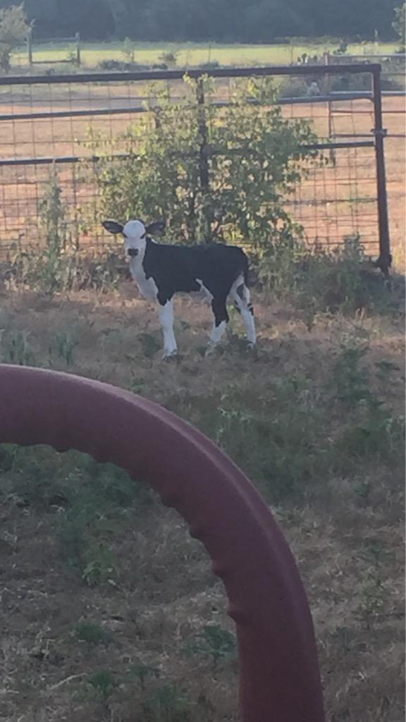 New heifer poncho Flores breeding