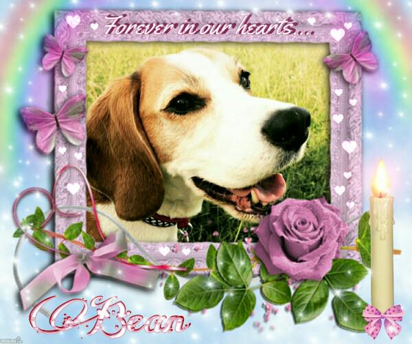 4beagles's tweet photo. Remembering sweet Bean and all the others OTRB #100HappyDaysOfBean
Day 100 @BeagleMum78 http://t.co/kCTa797VvR