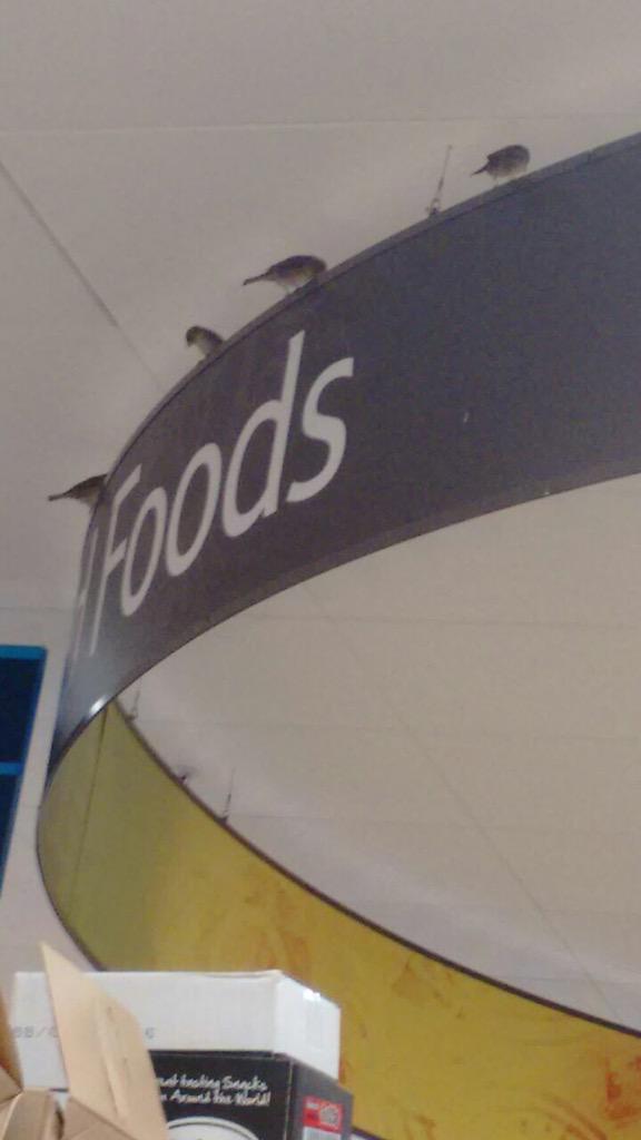 SublemonUK's tweet photo. Disgusted - birds flying around @Tesco Couldn't do my food shop as I suffer Ornithophobia. What do you have to say? http://t.co/OiEre77ww6