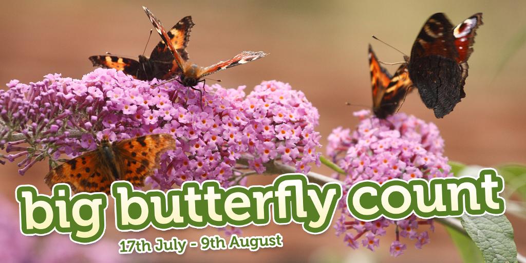 If you have any spare time this weekend, why not support <a href="/savebutterflies/">Butterfly Conservation 🦋</a>  #butterflycount bigbutterflycount.org