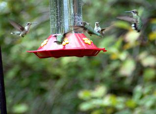 LBLNature's tweet photo. A #hummingbird flaps its wings 50 times per SECOND! #HummingbirdMonth #animalfunfacts http://t.co/OyzfclA2gw