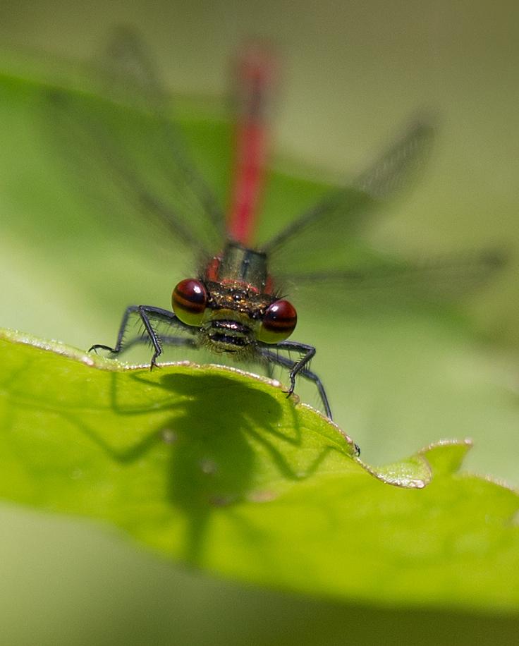 Damselfly just seen the score