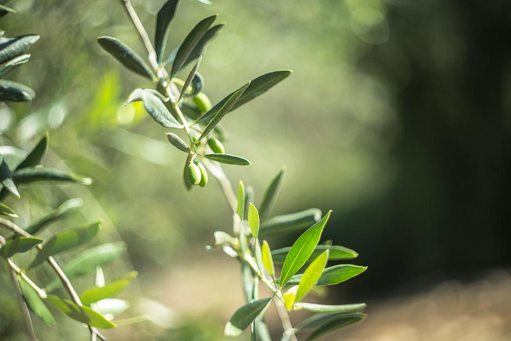 MarcAgouni's tweet photo. # mother nature # tourisme vert # ecovisite # voyage # terroir # huiles d'olive # sensorielle # http://t.co/JMOIMui4ET