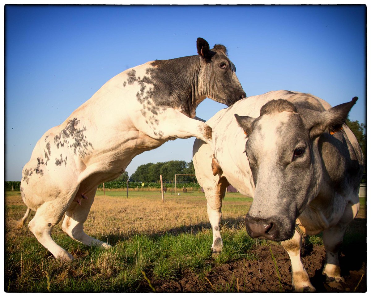 Marleenishere's tweet photo. En dikbillen in actie bij het betere #BoerenBed de Brabantse Hei http://t.co/soSanR95hv