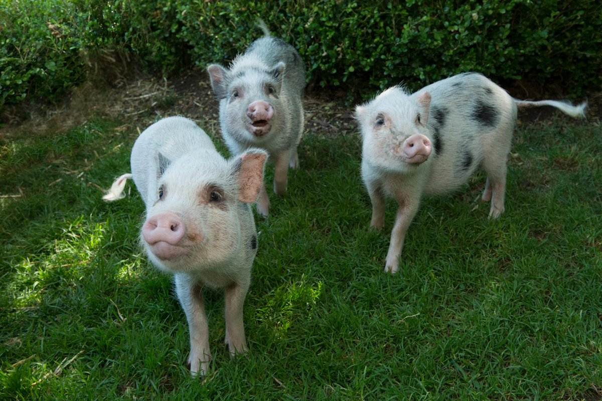 NYCParks's tweet image. Three little Juliana pigs make their debut at @ProspectParkZoo's first ever pig exhibit!