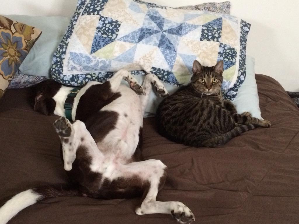 HRHMYodaBuddha's tweet photo. Ugh. Do I really have to deal with this? #catsruledogsdrool #dogssmell #catnap #getreal http://t.co/6KzYKQv3wE