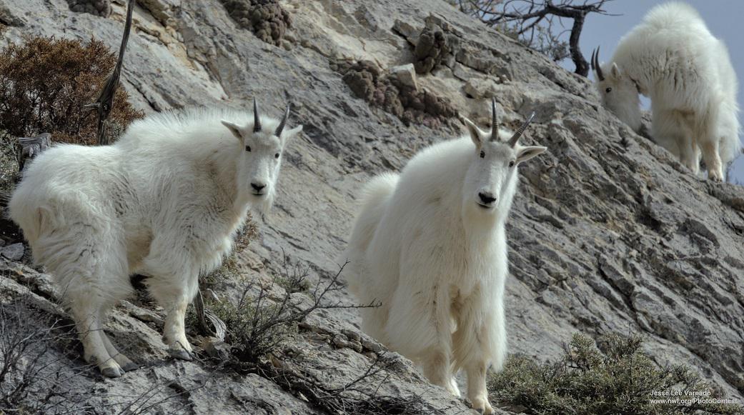 Thanks <a href="/CongMikeSimpson/">Congressman Mike Simpson</a> and <a href="/SenatorRisch/">Jim Risch</a> for championing the protection of wild lands! bit.ly/1HtxpVO