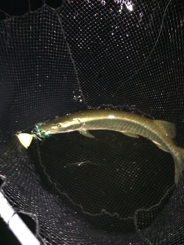 Musky_Pikey's tweet photo. The Muskie were going nuts for the PDeez Dragonfly at dusk tues...3 Skis in 30 Mins and another lost #PDeez #Rideau http://t.co/5wpEPjvwrF