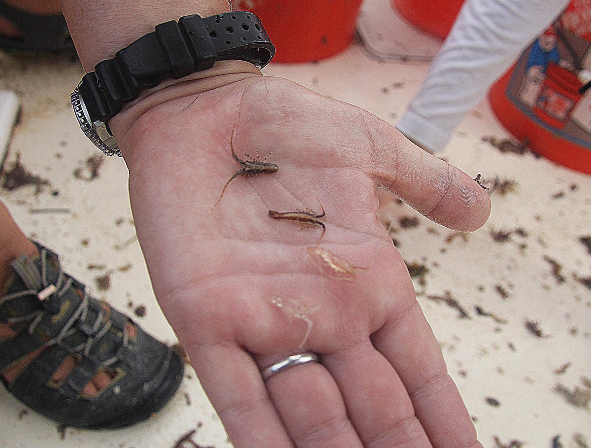 MyFWClife's tweet photo. Spiny #lobster during post-larval stages of development. http://t.co/NQ6IhW1SCz