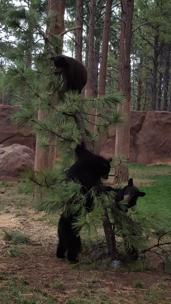bearizona's tweet photo. Playtime never ends for these little cuties! #bearcubs #builtfortrees http://t.co/EY0qR5RwAz
