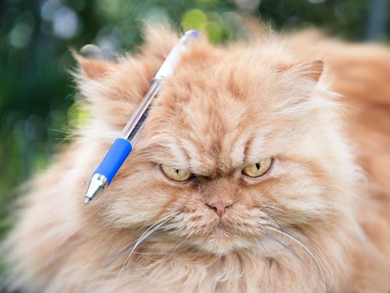 MeetGarfi's tweet photo. I want to give you a #speedticket but I can't find my pen. Do you want to help me? http://t.co/miPhJSTZKl
