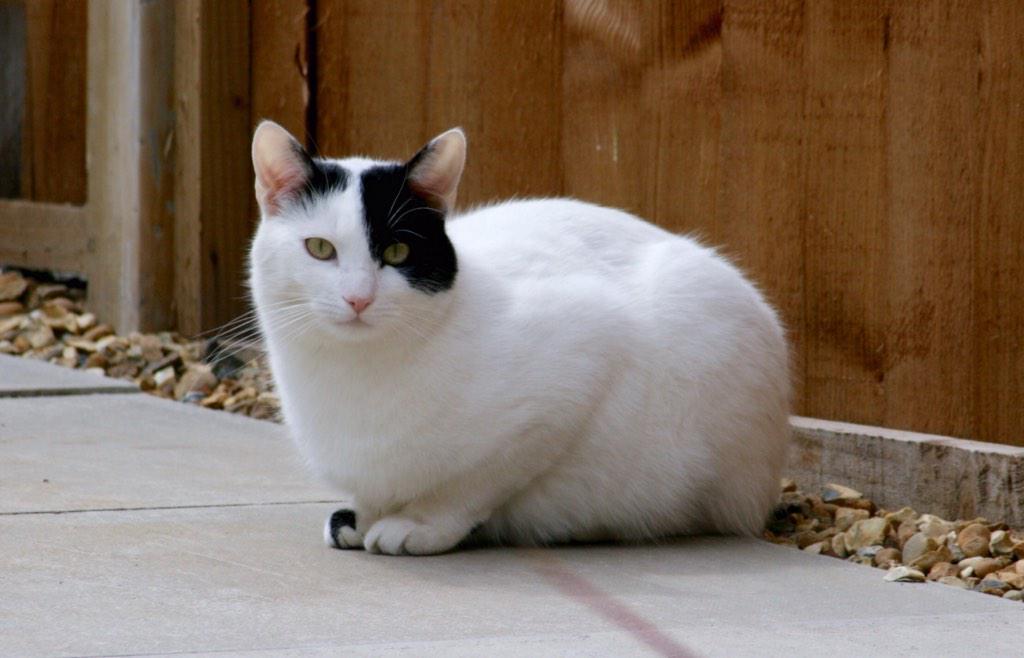 SettingsPerfect's tweet image. Fred Fat Cat keeping an eye on proceedings just in case there's any tuna in any of the dishes!