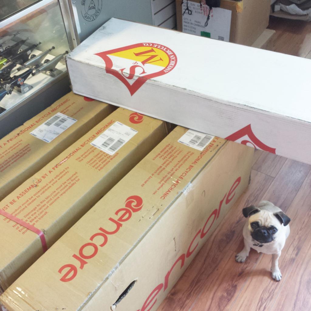 bluntstuntz's tweet photo. They are finally here! #bmx #brokenboards #orangeville #pug #puglife http://t.co/oQ9sVUzhwq