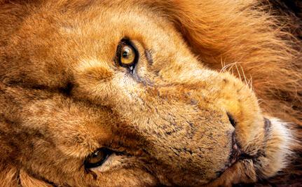 'Three More Airlines Join <a href="/Delta/">Delta</a> In Banning Hunting Trophies' Good news: care2.com/causes/three-m… #BanTrophyHunting